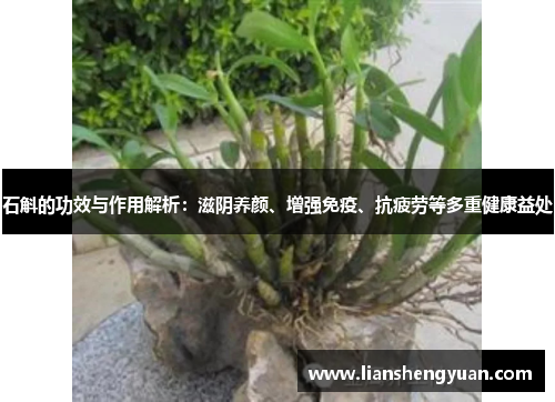 石斛的功效与作用解析：滋阴养颜、增强免疫、抗疲劳等多重健康益处